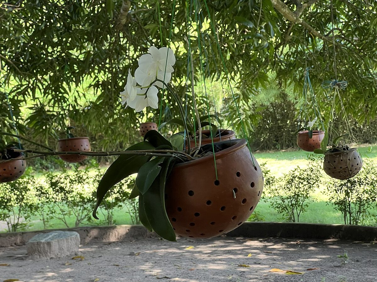 Planta em substrato de coco