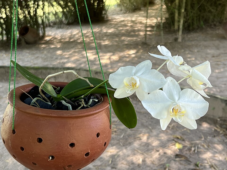 Substrato de fibra de coco para orquídeas