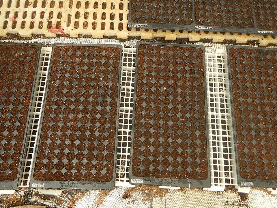 Bandejas de hortaliças em substrato