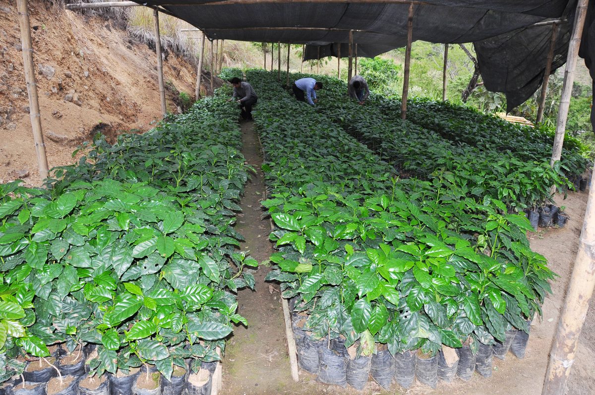 Mudas de café em substrato de pó de coco
