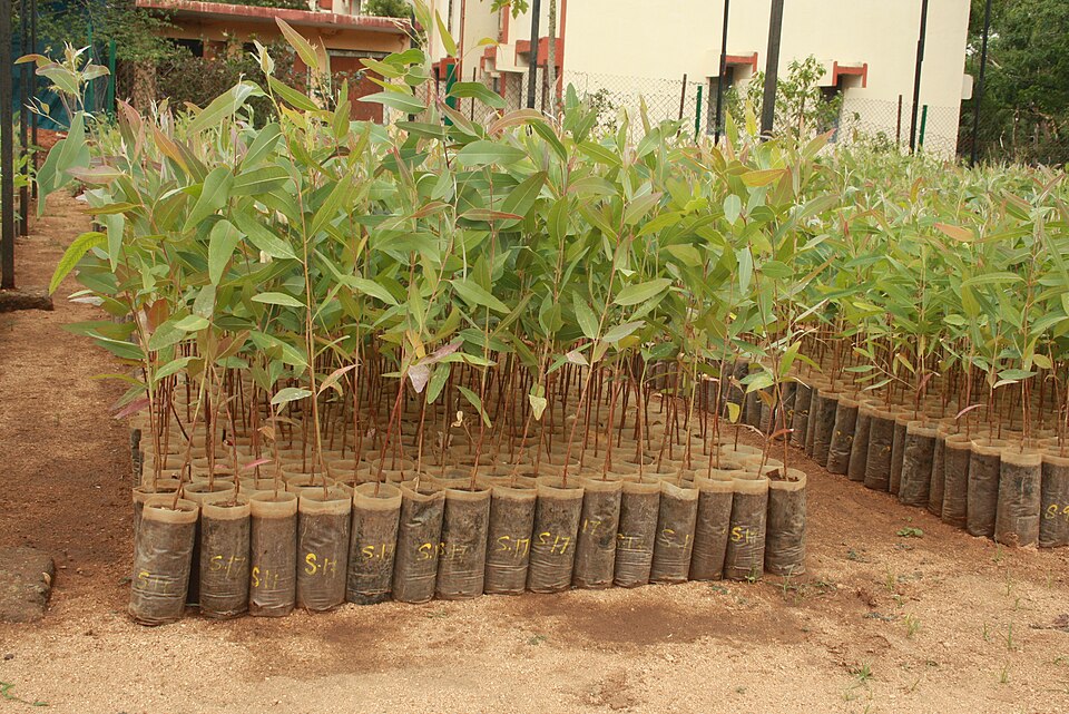Mudas de eucalipto em substrato de pó de coco