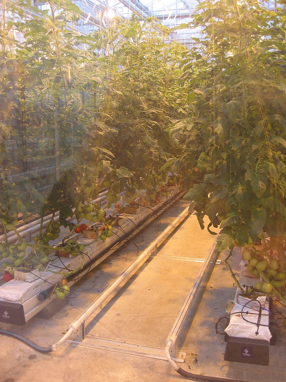 Tomate em substrato de pó de coco