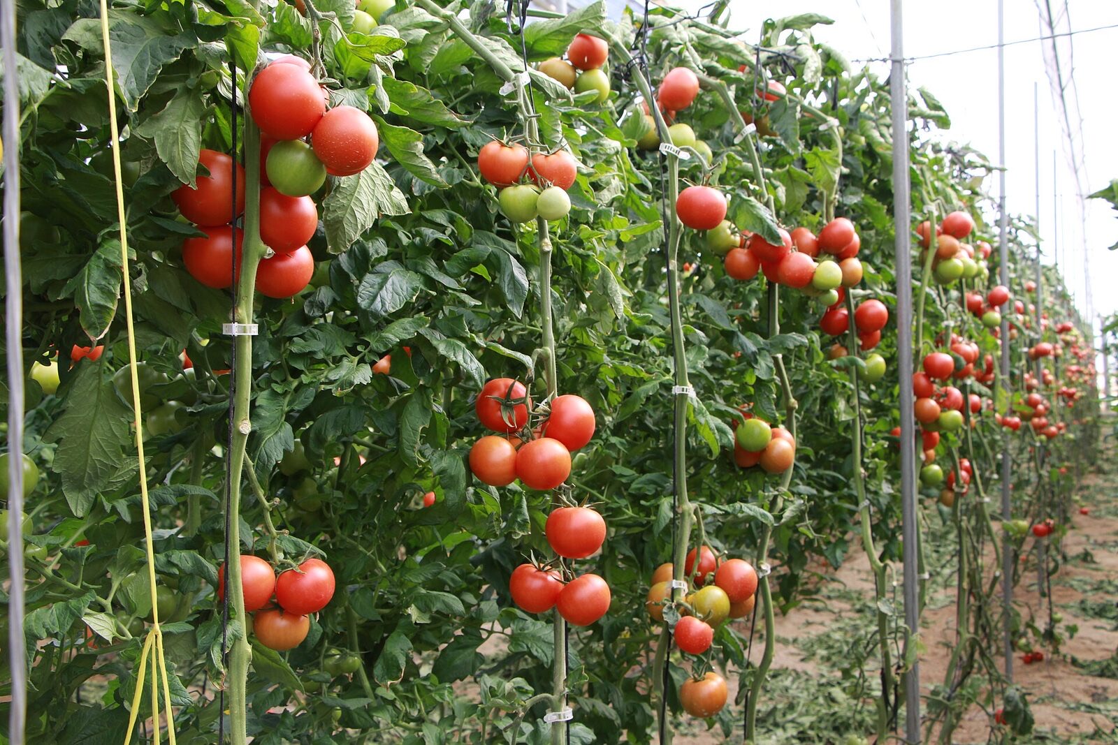 Truss tomatoes growing in a greenhouse in Almería, Spain