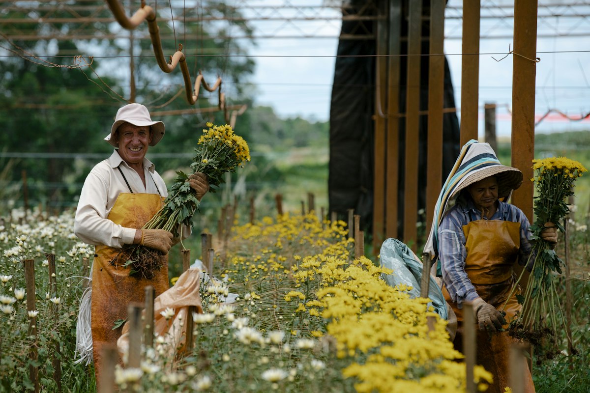 Commercial plant nursery in Pacajus, Ceará, Brazil