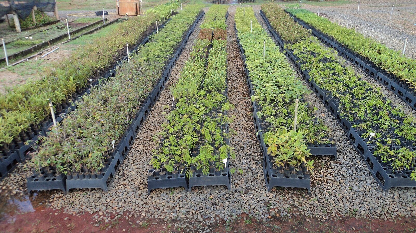 Mudas em tubetes em viveiro do IFMG Bambuí, Minas Gerais