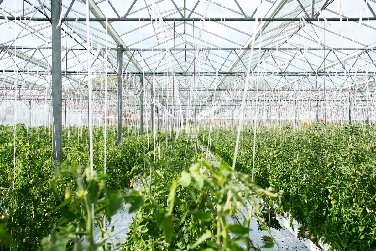 Truss tomatoes growing in a Mediterranean greenhouse