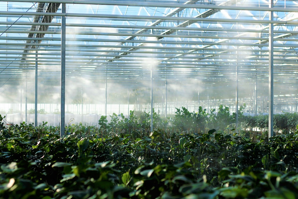Commercial greenhouse filled with rows of green plants in the United States